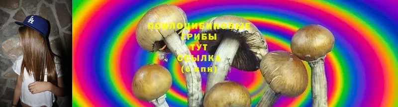 Галлюциногенные грибы MAGIC MUSHROOMS  Кукмор 